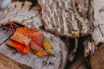 autumn leaves on wooden background