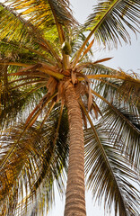 Fototapeta premium Tropical Coconut Palm Reaching Toward the Sky in Cape Verde