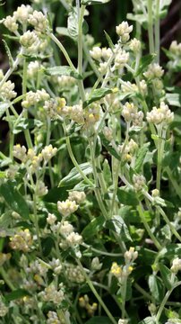 Bicolor Everlasting, Pseudognaphalium Biolettii, a lavish native gynomonoecious perennial herb displaying terminal racemose disciform head inflorescences during Spring in Coastal Los Angeles County.