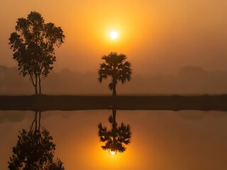 Obraz premium Serene Foggy Morning Sunrise Over a Calm Lake, Silhouette of Trees and Palm Tree Reflected in the Still Water, Misty Golden Hour Landscape