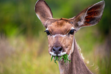 Hungry Kudu  © catread