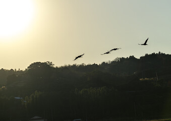 日本一のツルの越冬地　出水