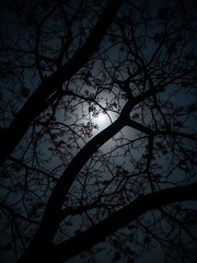 Mysterious full moon shining through the dark silhouettes of bare tree branches at night