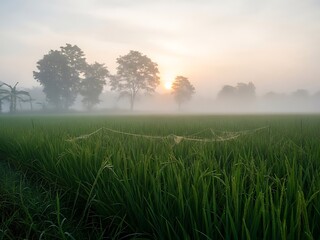 Ethereal sunrise over a lush green rice field shrouded in thick morning mist with spider webs on the grass