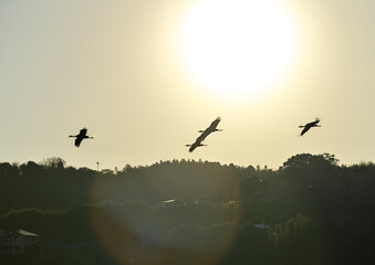 日本一のツルの越冬地　出水