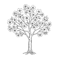 Blooming tree with detailed flowers and branches, hand-drawn sketch style, isolated on white background, concept of spring growth and nature