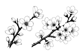 Two detailed cherry blossom branches with blooming flowers in hand-drawn style on a white background, symbolizing beauty and spring