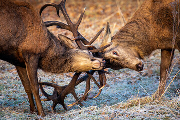 Red Deer Fight up close