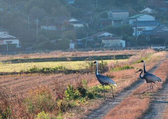 日本一のツルの越冬地　出水
