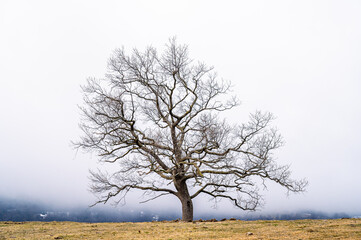 Lonely tree on a foggy morning