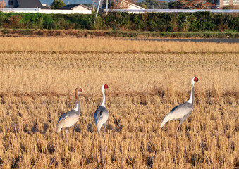日本一のツルの越冬地　出水