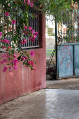 pink flowers in front of a house