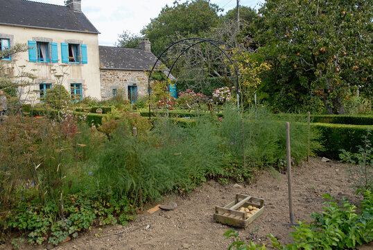 potager, pomme de terre, asperge, beche, haie de buis, Jardin  le Presbyt&egrave;re, R&eacute;gion Bretagne, Perret, 22, C&ocirc;tes-d'Armor, France