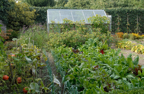 jardin potager, serre, poireau, bette, potiron, lierre, tomate,  Jardin  le Presbyt&egrave;re, R&eacute;gion Bretagne, Perret, 22, C&ocirc;tes-d'Armor, France