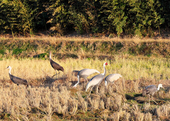日本一のツルの越冬地　出水