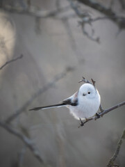 Japanese snow fairy © motoshi.0123