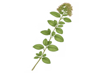 Oregano herb plant stem with green leaves and small flowers, a popular culinary seasoning ingredient illustration