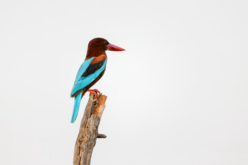 Braunliest sitzt auf einem Ast im Ranthambhore Nationalpark