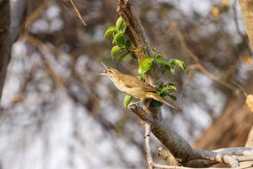 Stentorrohrs&auml;nger auf einem Ast mit einem Insekt im Schnabel