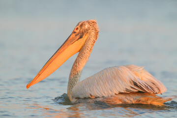 An adult Dalmatian pelican (Pelecanus crispus) is photographed close-up in the blue water of the...