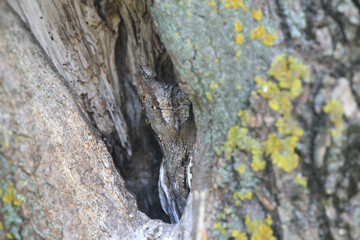 Fototapeta premium A female Eurasian scops owl (Otus scops) sits in a deep tree hollow and blends into its surroundings.