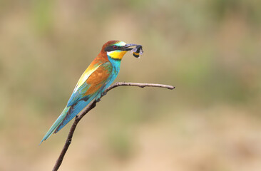 A European bee-eater (Merops apiaster) photographed in soft morning light perched on a branch against a blurred background