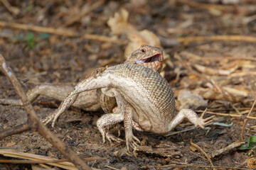 Liebesspiel der Agamen