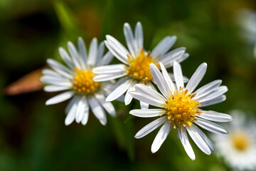 A group of tiny yellow and white autumn flowers on a bush Erigeron