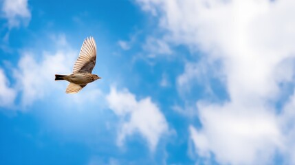 skylark. A skylark bird soaring high in the blue sky with its wings fully spread. wildlife magazines, conservation campaigns, designed for eco-tourism storytelling, promotes animal welfare.
