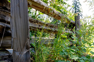 A low angle image of an old rundown log fence overgrown with tall grass and weeds. 