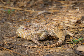 Liebesspiel der Agamen