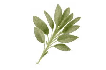 Sage sprig showing fresh green leaves, symbolizing herbs, nature, and organic cooking, with a transparent background