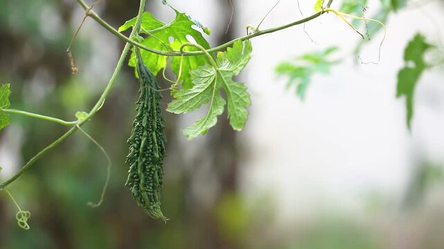 Bitter gourd or bitter melon,momordica charantia on vine plant