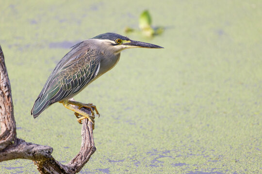 Mangrovereiher sitzt auf einem Ast