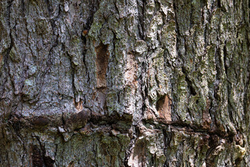 An abstract image of the rough and damaged texture of old cedar tree bark. 