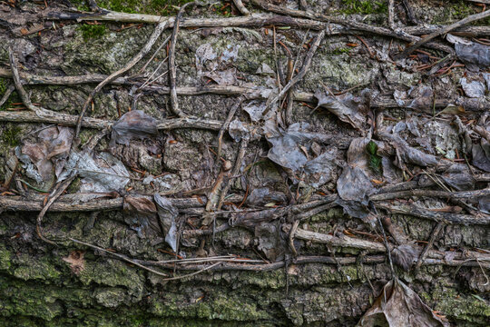 Trockene Bl&auml;tter und Ranken auf Baumrinde
