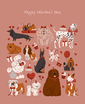 Dog breeds. Valentine's Day collection. Greeting poster February 14 Love Balloon, cake, bow, heart, gift. Funny pets Domestic animal. Terrier, Spaniel, Chihuahua, Poodle, Bulldog, Dalmatian, Doberman.