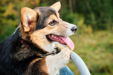 Corgi dog with tongues hanging out