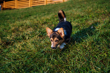 cute corgi dog on a walk