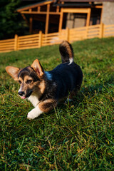 cute corgi dog on a walk