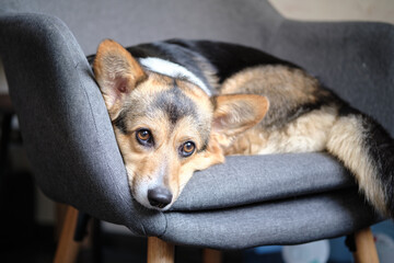cute tricolor corgi dog on a chair