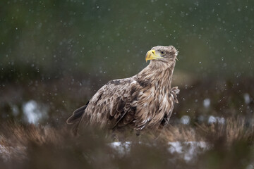 Eagle in snowfall with forest background