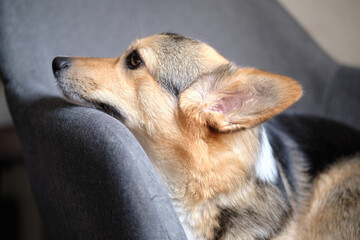 cute tricolor corgi dog on a chair