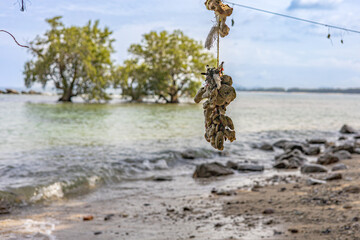 Coral pieces and shells on a string, hanging above a sandy shore with gentle waves and distant trees. Good fortune, protection. Amulet, that ward off negative energy and bring blessings.