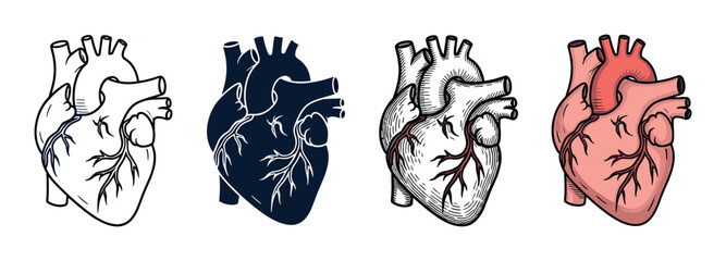 Four anatomically correct human heart illustrations in a set showing different graphic styles like outline, silhouette, vintage engraving, and a full color drawing