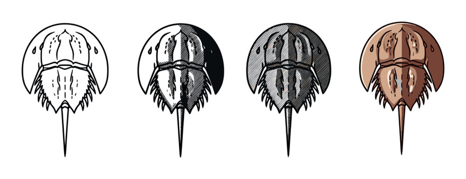Four horseshoe crab illustrations in a set showing different artistic styles from simple line art and hatching to a full color drawing of the marine arthropod