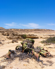 Welwitschia plant in Namib desert of Southern Angola. A large plant like the one in the picture can be thousands of years old. Welwitschia is one of the longest-living plants on Earth