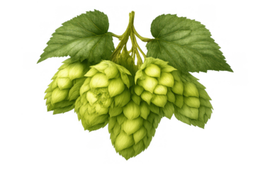 Fresh green hops vine with leaves, a key ingredient for brewing craft beer, on transparent background