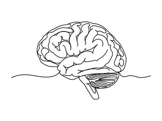 Detailed illustration of a human brain s anatomy side view black and white