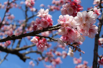 Obraz premium Pink cherry blossoms in full bloom against a clear blue sky background